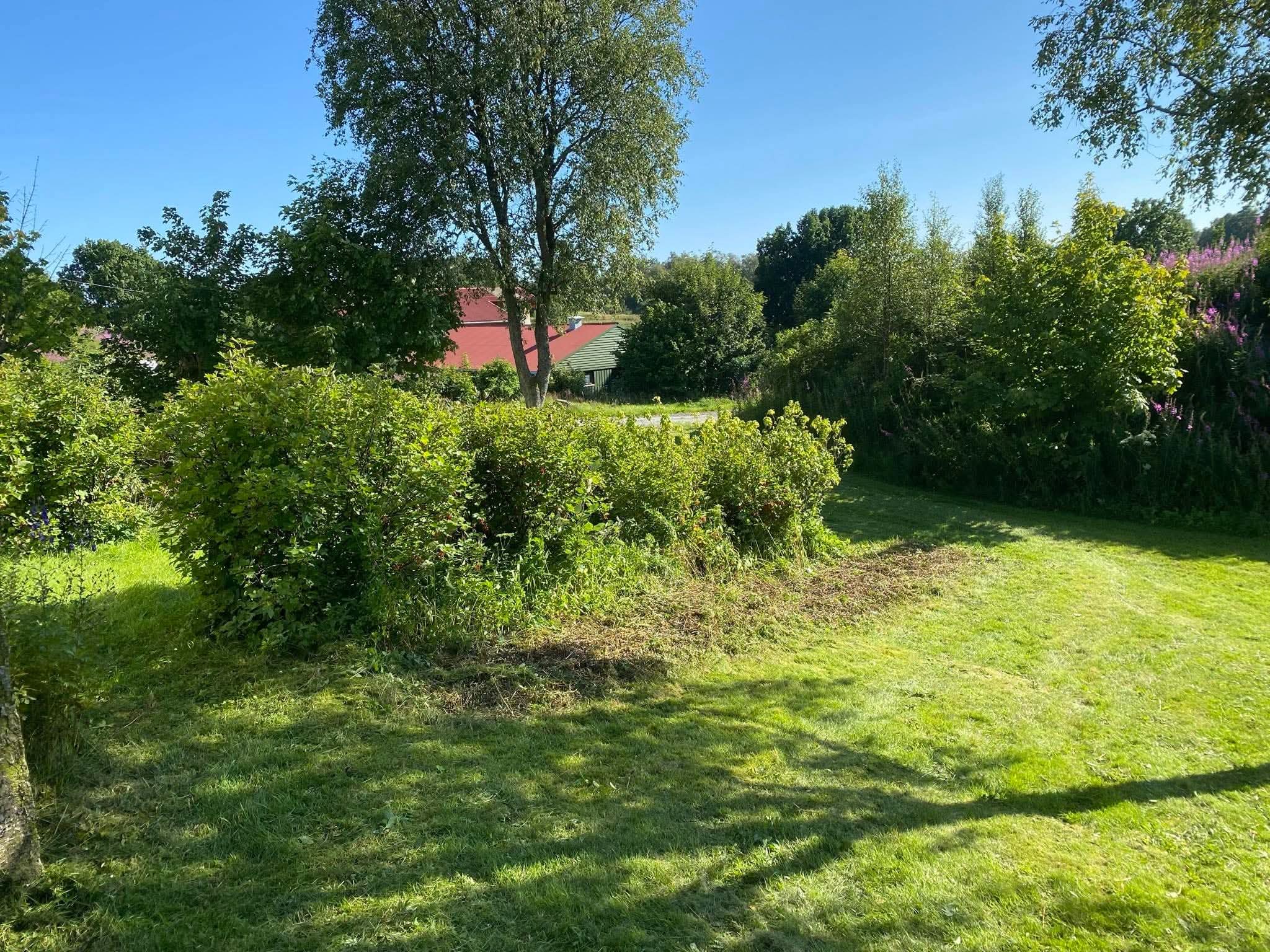 Uteområde med plen, trær og busker