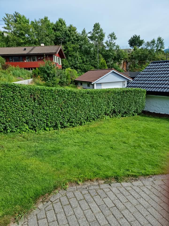 Hekk og plen ved bolig
