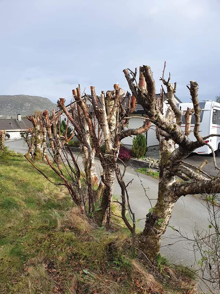 Beskårne trær ved bolig
