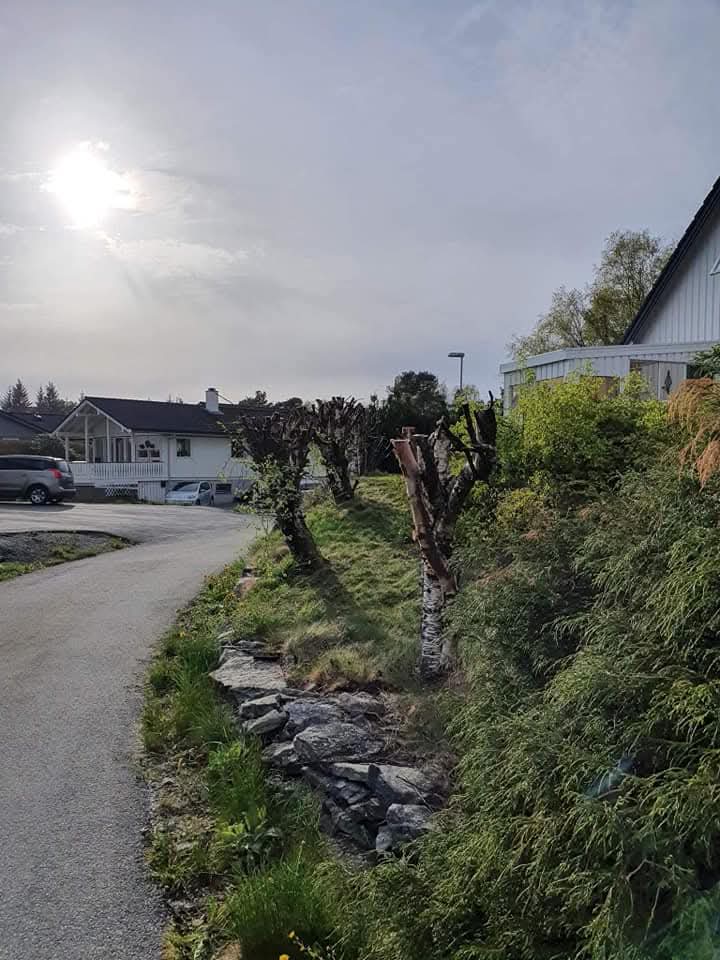 Beskårne trær langs vei
